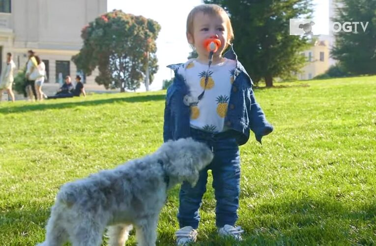 Paw Patrol! Entrepreneur makes millions creating subscription TV channel for DOGS to watch while their owners are at work, featuring trippy clips shot in exotic locations