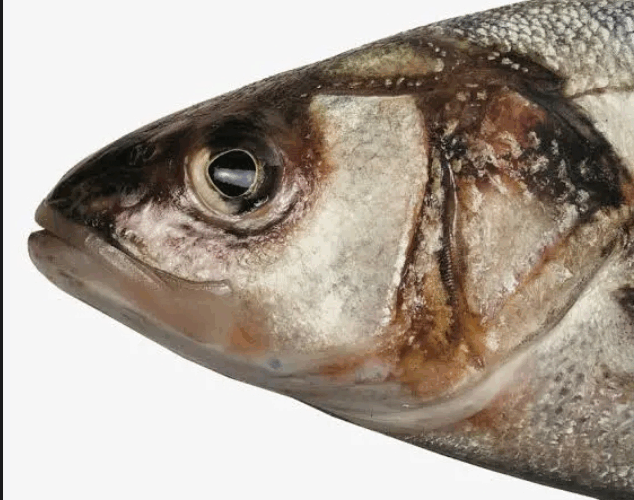 Do You Eat the Head of Fish? See What It Does to Your Brain