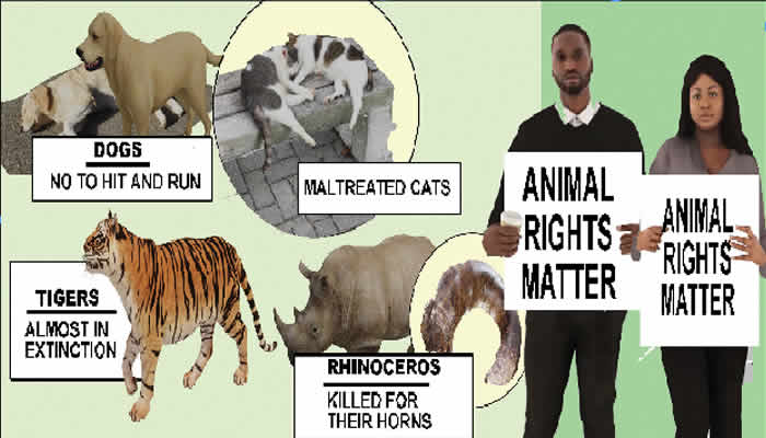 Inside Nigeria’s struggle to end animal cruelty